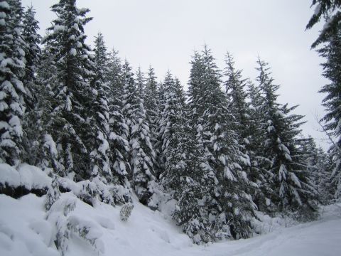 1990 Ford Bronco - A dense forest of snow-laden evergreen trees creates a winter scene, with a watermark visible in the lower right corner.