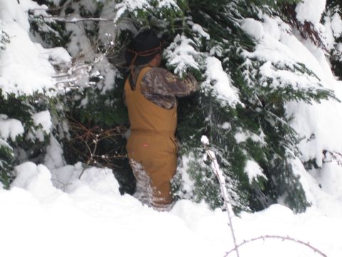 1990 Ford Bronco - A person is partially obscured by snow and evergreen branches in a winter scene.