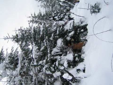 1990 Ford Bronco - A person is partially obscured by snow-laden branches in a winter forest scene.