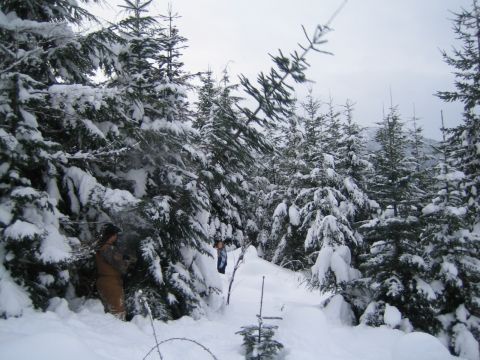 1990 Ford Bronco - A winter scene in a forest with snow blanketing the trees and ground, obscuring any vehicles.