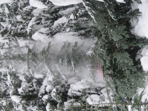 1990 Ford Bronco - Winter scene with snow-laden evergreen branches and their reflection in water.
