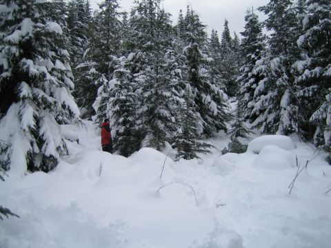 1990 Ford Bronco - A person in a red jacket stands in a snow-covered forest.