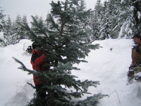1990 Ford Bronco - Two people are in a snowy forest, one holding a large evergreen tree.