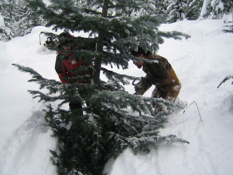 People cutting a tree in a snowy forest