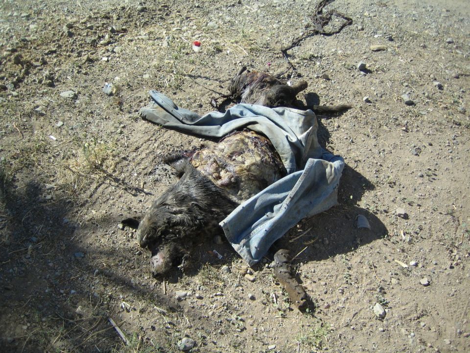 Animal carcass with hide and cloth lying on bare dirt ground
