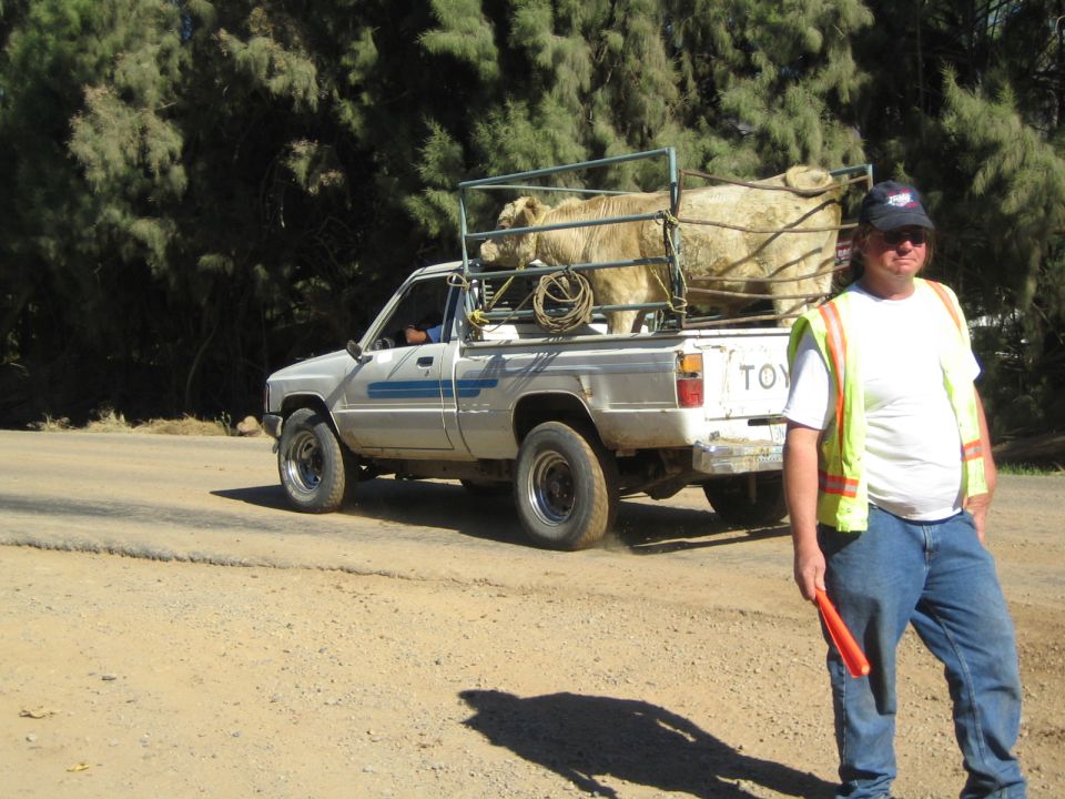 Man in safety vest by silver Toyota pickup carrying a cow in its bed