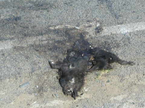 Dead animal carcass lying on a paved road surface