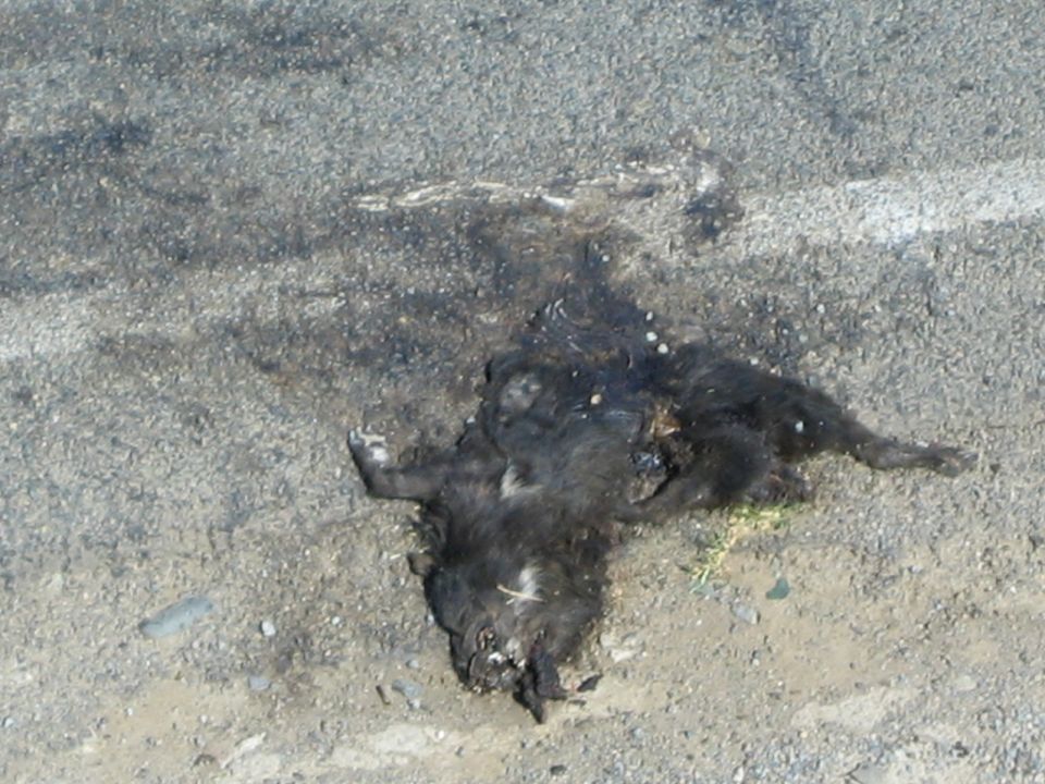 Dead animal carcass lying on a paved road surface