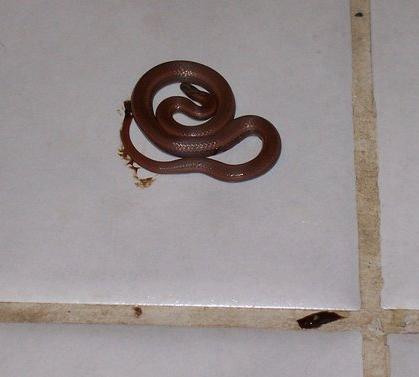 1994 Ford F-150 - A brown snake is coiled on a white tiled surface. The image contains a watermark for supermotors.net.