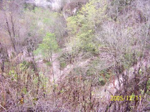 1989 Ford Bronco - A dense, overgrown landscape with trees and brush is visible, with a date stamp in the lower right corner.