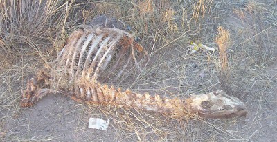 1995 Ford Bronco - An animal skeleton rests in a dry, brush-filled landscape, with a prominent watermark in the lower right corner.