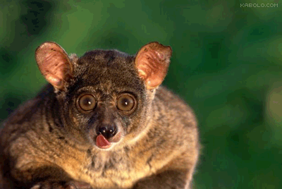 1989 Ford Bronco - A quokka, a small marsupial, is seen in its natural environment.