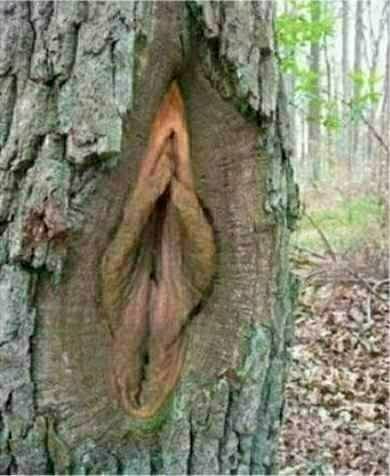 1989 Ford Bronco - A peculiar natural formation on a tree trunk in a wooded area.