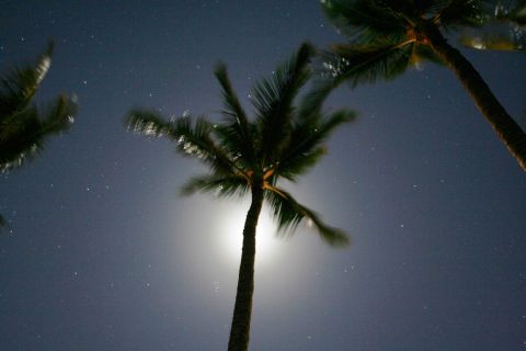1979 Ford Bronco - Tropical palm trees are seen against a dark, star-filled sky, illuminated by a bright moon.