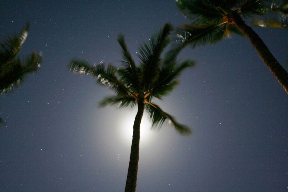Palm trees silhouetted against a starry night sky with a bright moon