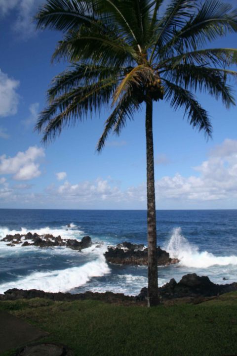 1979 Ford Bronco - A tropical coastal scene with a palm tree and the ocean.