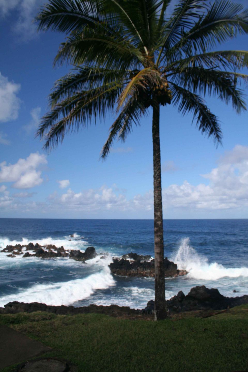 Ocean waves crash on rocks near a palm tree under a blue sky with clouds