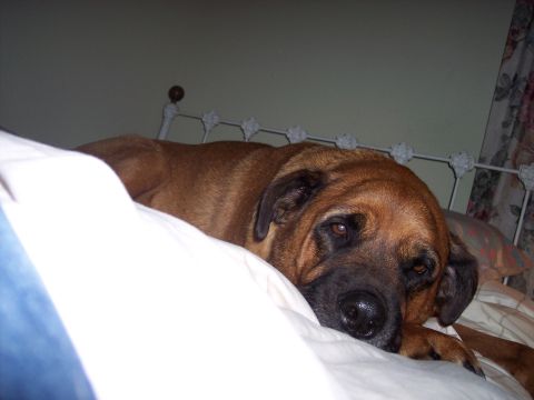 1995 Ford Probe - A dog rests on a bed with a white comforter and a metal headboard.