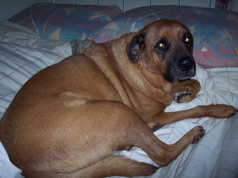 1995 Ford Probe - A brown dog rests on a bed, looking towards the camera.