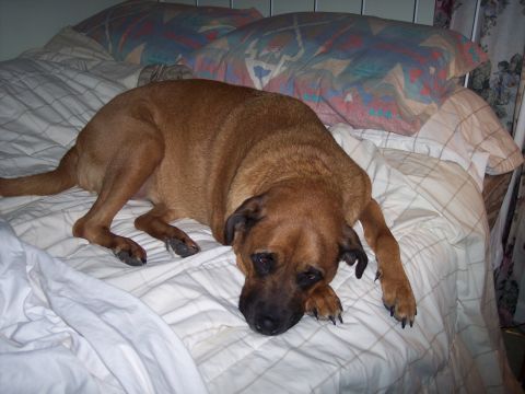 1995 Ford Probe - A dog is seen resting on a bed with pillows in the background. The image also contains a 'Supermotors.net' watermark.