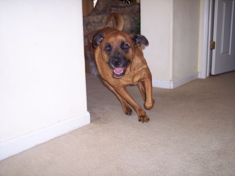 1995 Ford Probe - A dog runs down a hallway inside a home.