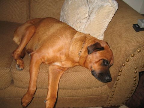 1995 Ford Probe - A dog is sleeping soundly on a couch with a pillow nearby.