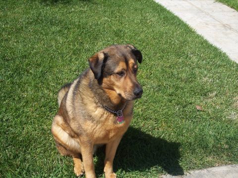 1995 Ford Probe - A dog sits on the grass on a sunny day.