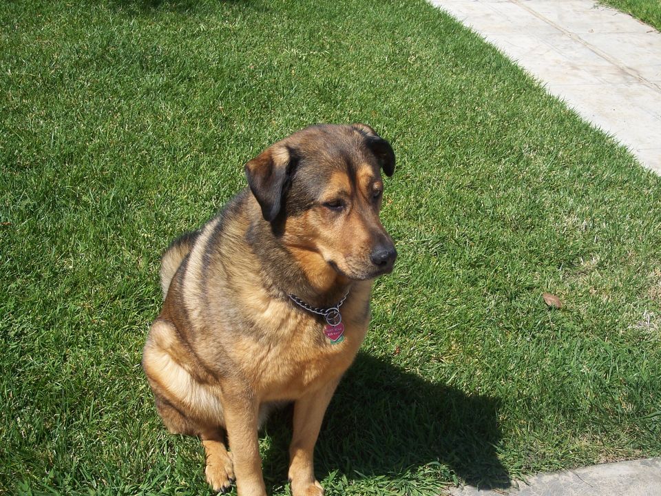 Dog sitting on green grass next to a concrete path