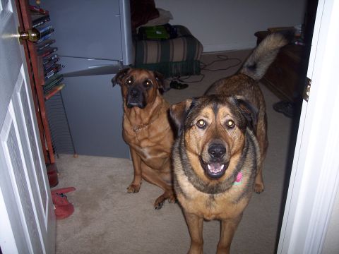 1995 Ford Probe - Two dogs pose for a photo indoors, with one dog looking directly at the camera.