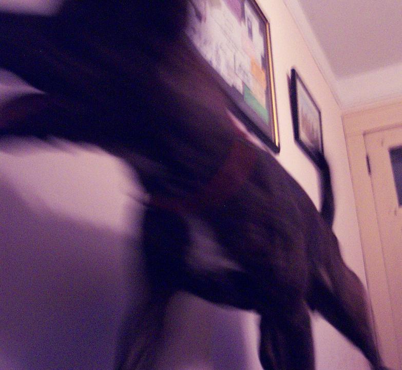 Blurry dark shape in front of framed pictures on a wall, with a door visible on the right