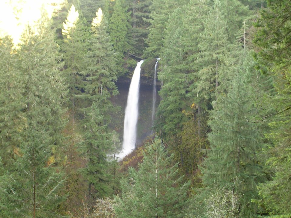 Tall waterfall cascading down a cliff face surrounded by dense evergreen trees
