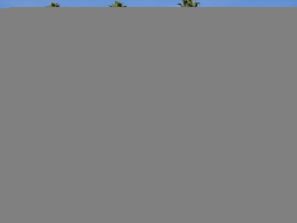 Mostly blank gray image with a thin strip of sky and palm tops at top