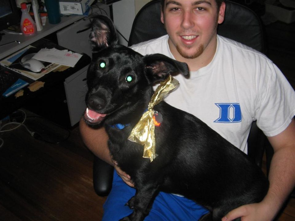Black dog with green eyes and a gold bow around its neck