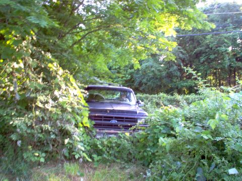 1983 Ford Bronco - A 4WD tractor with a bushhog broke down here, so I volunteered to knock down the underbrush so he could finish cutting it.