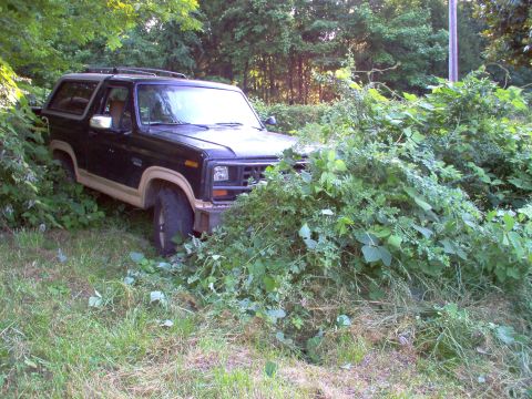 1983 Ford Bronco - The bumper & brush guard protect the front, & the hitch hauler is protecting the back.
