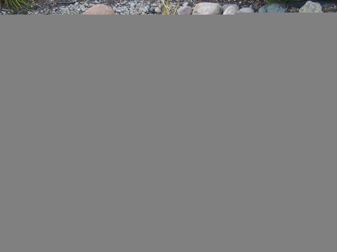 1986 Ford Bronco - Ground cover with rocks and vegetation.