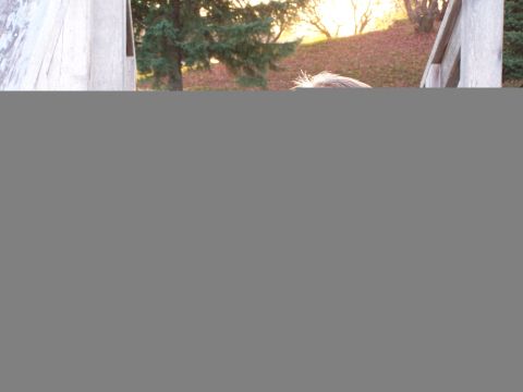 1986 Ford Bronco - A dog's head is visible over a wooden railing with trees and a grassy hill in the background.