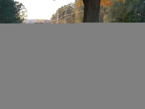 1986 Ford Bronco - Rural scene with a large tree and a fence line stretching into the distance.