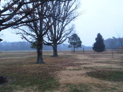 1988 Ford Bronco - A wide shot of a field with several trees and a fence line in the distance.