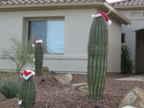 1968 Ford Mustang - Cacti wear Santa hats in a yard, decorated for the holidays.