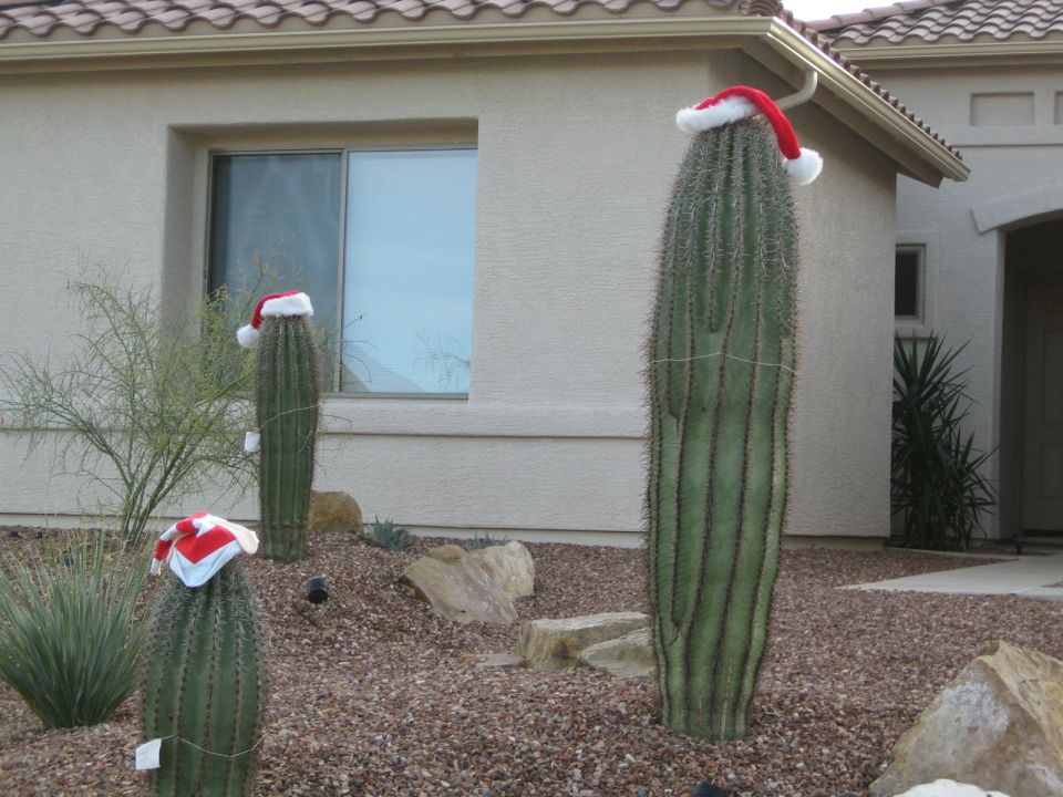 Three large cacti decorated with Santa hats in a rocky yard