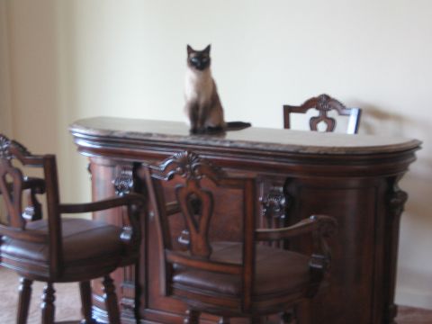 1968 Ford Mustang - A Siamese cat sits atop a decorative wooden bar, flanked by two leather bar stools.