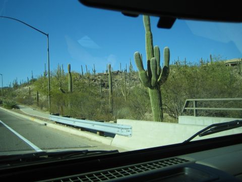 1968 Ford Mustang - Driving through a desert landscape filled with numerous saguaro cacti on a sunny day.