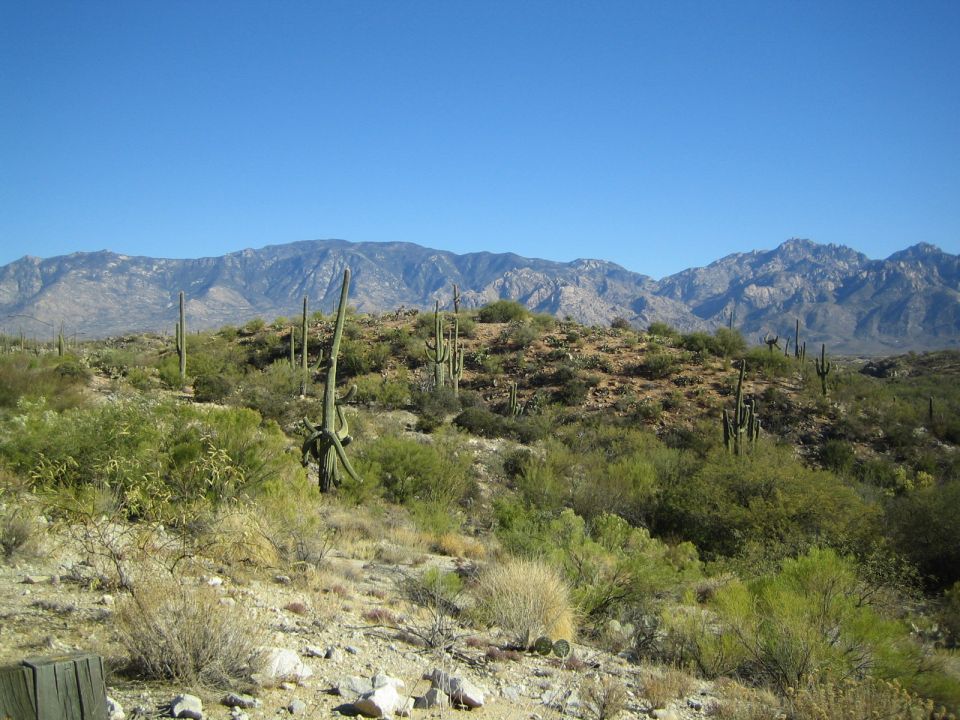 Desert landscape with saguaro cacti and mountains under a clear blue sky