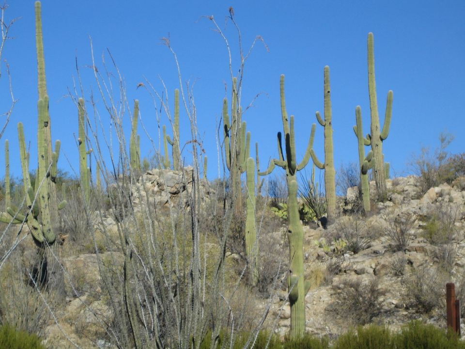 Desert landscape with multiple saguaro cacti and ocotillo plants on a rocky slope under a bright blue sky