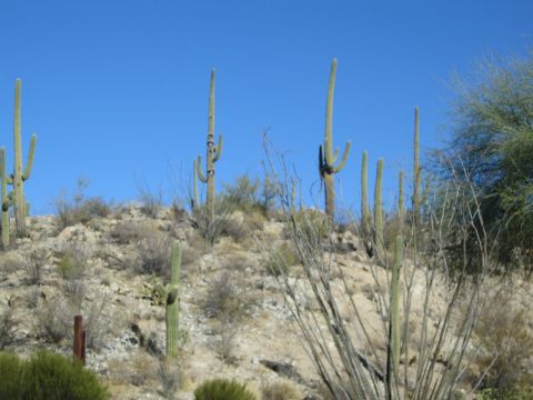1968 Ford Mustang - A desert landscape scene saguaro cacti and scrub brush against a bright blue sky.