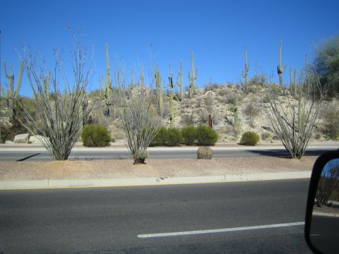 1968 Ford Mustang - View of a desert landscape with various cacti and vegetation.