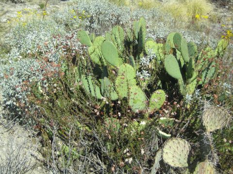 1968 Ford Mustang - A dense cluster of prickly pear cactus and other desert plants thrives in a dry, sun-drenched environment.