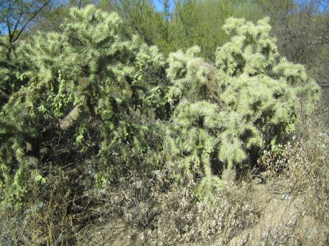 1968 Ford Mustang - A large cholla cactus stands out against a backdrop of dry brush and green trees under a clear blue sky.