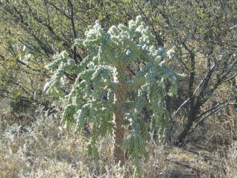 1968 Ford Mustang - A cholla cactus stands in a dry, brushy area under bright sunlight.